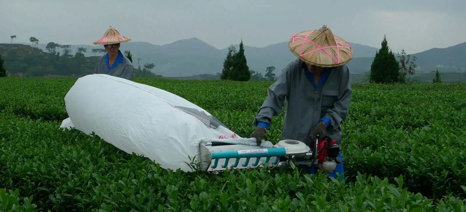 Equipements pour la gestion des plantations de thé