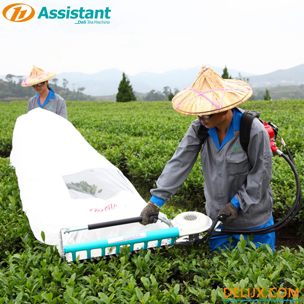 Chine 
Moteur HUASHENG 139F 4 temps avec machine de collecte de thé de largeur de coupe 600mm DL-4C-S39 fabricant