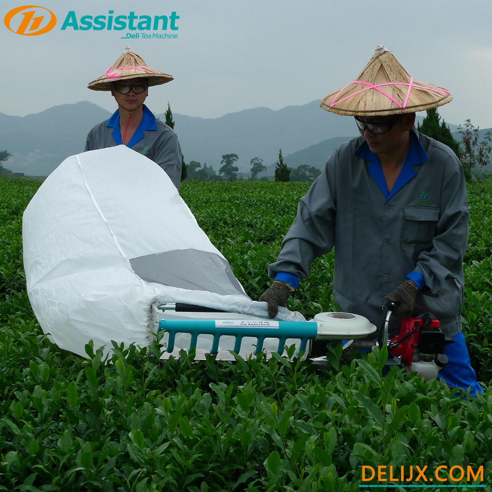 China Hand-Held Type 2 Stroke Tea Leaf Harvesting Machine With NATIKA Engine DL-4C-T50A5 pengilang