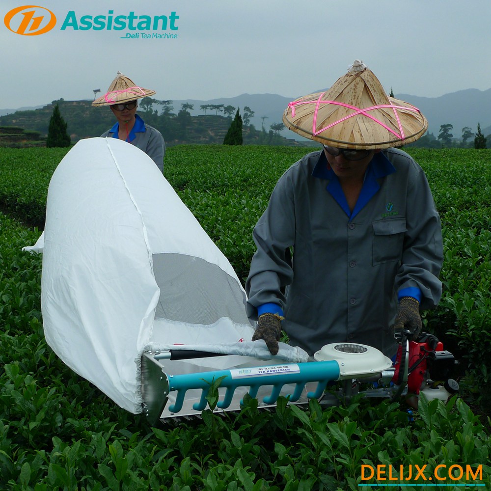 China Hand-Held Type 2 Stroke Tea Leaf Harvesting Machine With NATIKA Engine DL-4C-T50A5 manufacturer