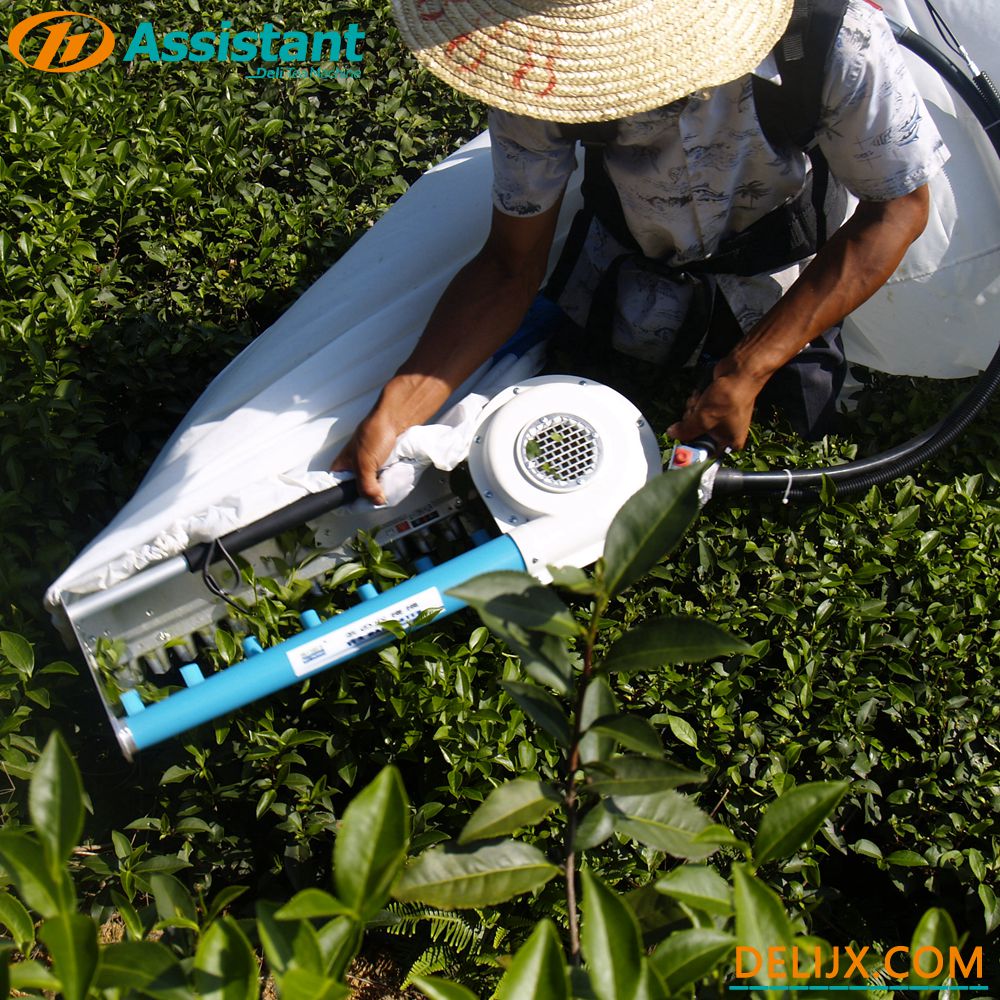 Chine 
Moteur KOMATSU G26 2 temps avec machine de cueillette de feuilles de thé de largeur de coupe 600mm DL-4C-Z fabricant
