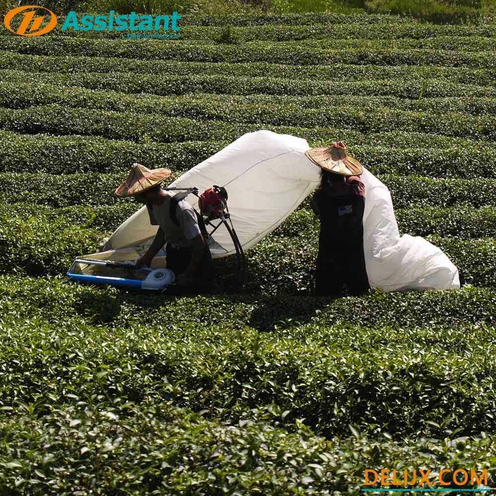 Một người đàn ông Ochici Kisankraft Máy thu hoạch trà xăng cơ khí