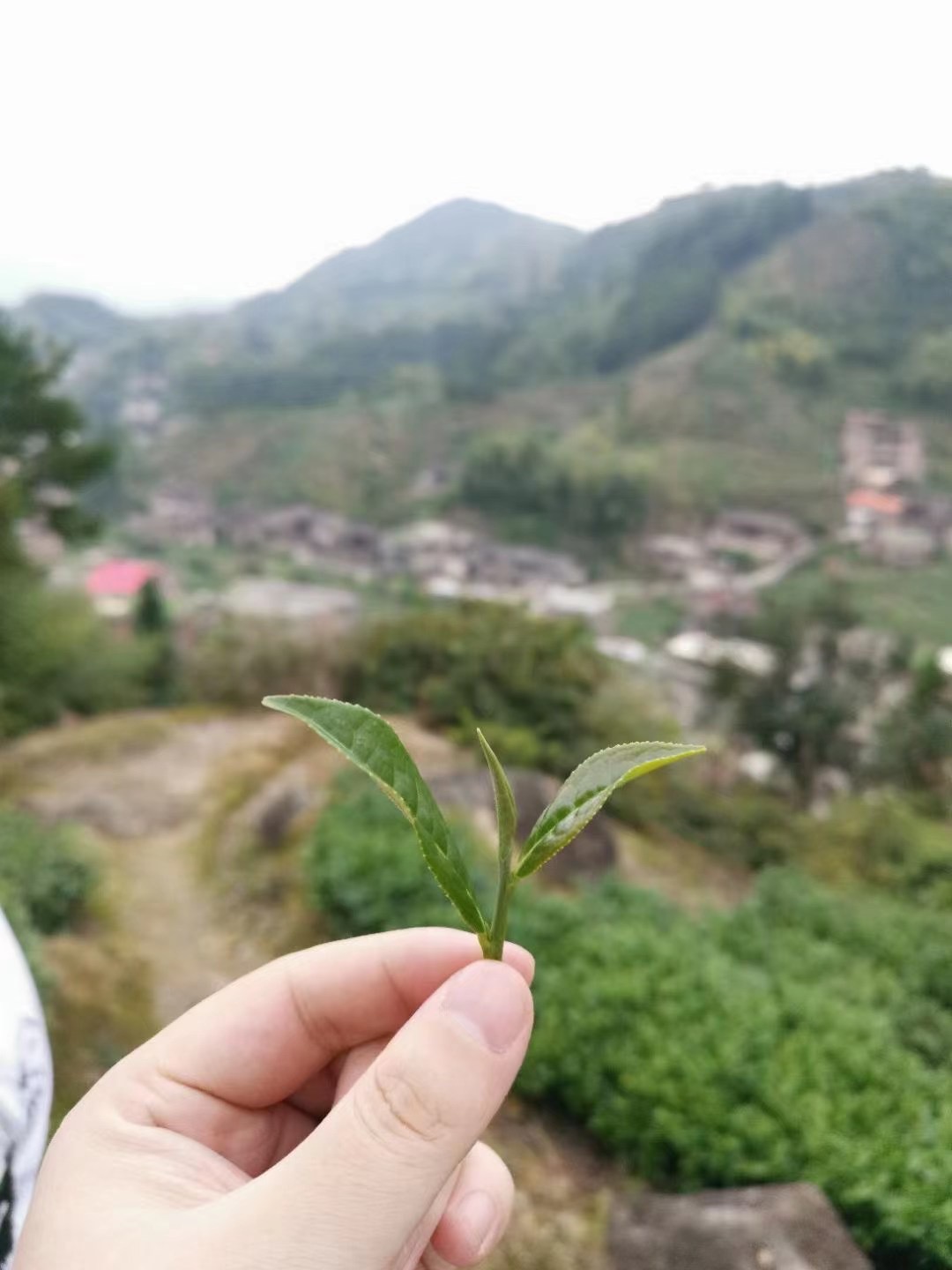 Seis tipos de té