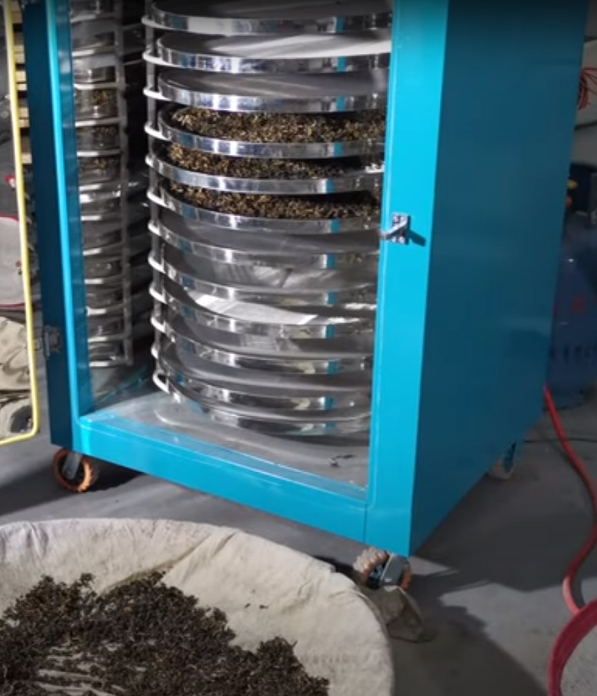 ¿Cómo hacer té verde? 2
