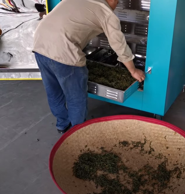 ¿Cómo se produce la fragancia única de té negro?
