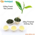 Procesamiento 25kg Té Oolong Té por Máquinas