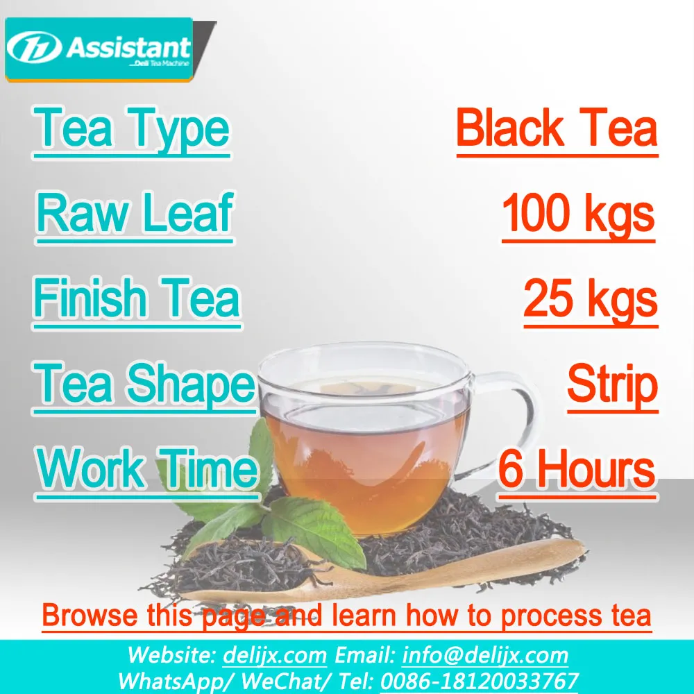 porcelana 
Solución de producción de té negro (hoja fresca) de 100 kg fabricante