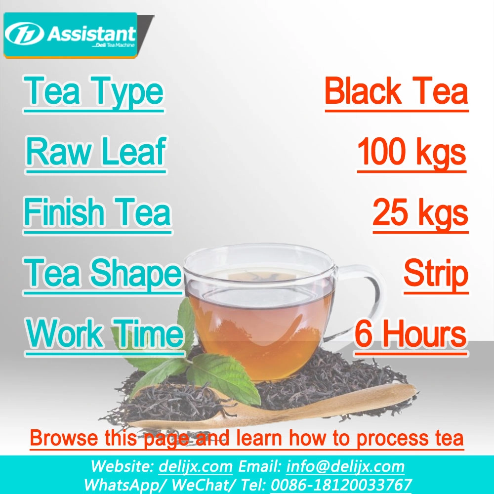 
Solución de producción de té negro (hoja fresca) de 100 kg