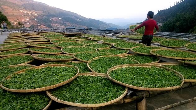 Marchitamiento del té blanco