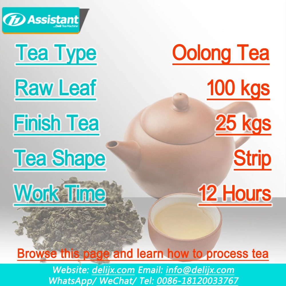 Китай 100 кг чая улун (свежий лист) Производственное решение производителя