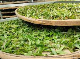 Uno de los factores para la acidez del té negro: el marchitamiento