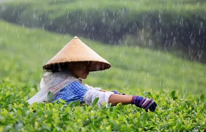 Cina Bagaimana Mengatasi Daun Teh Segar Saat Hujan? pabrikan