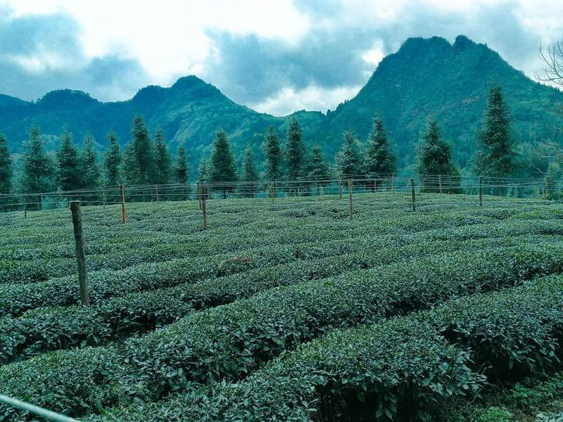 Penanggulangan Kebun Teh Saat Cuaca Panas