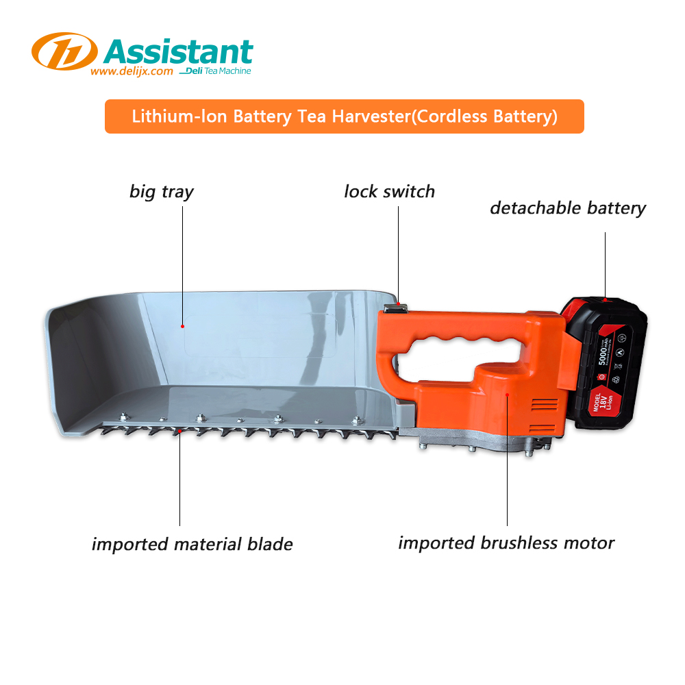 ჩაის მოსავლის სახეები