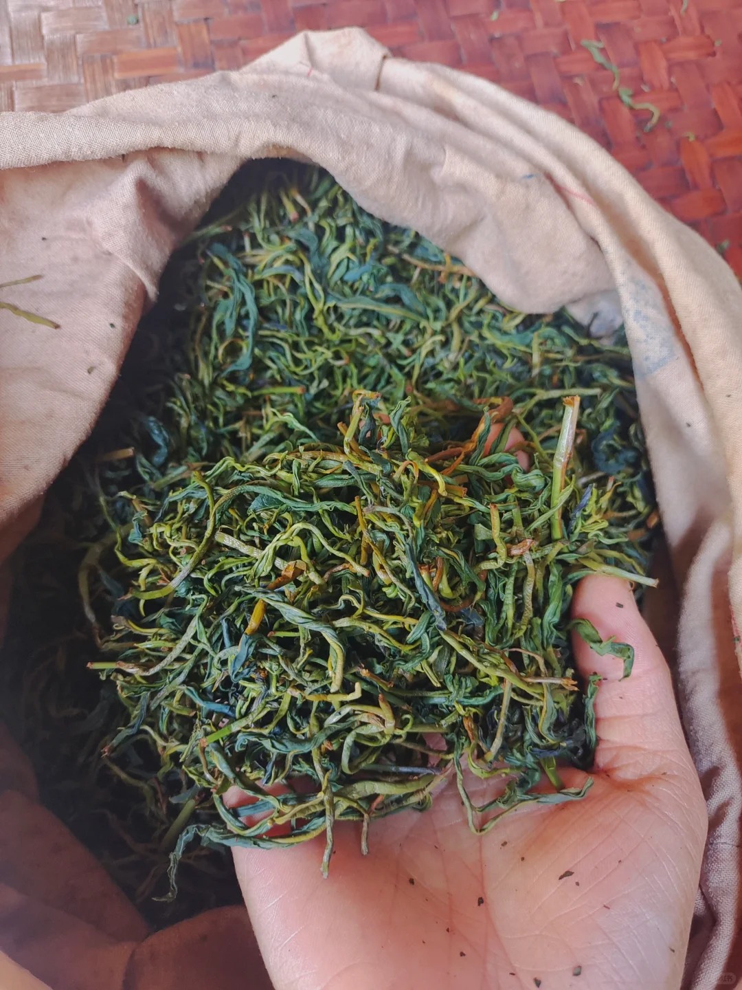 fresh leaves are picked