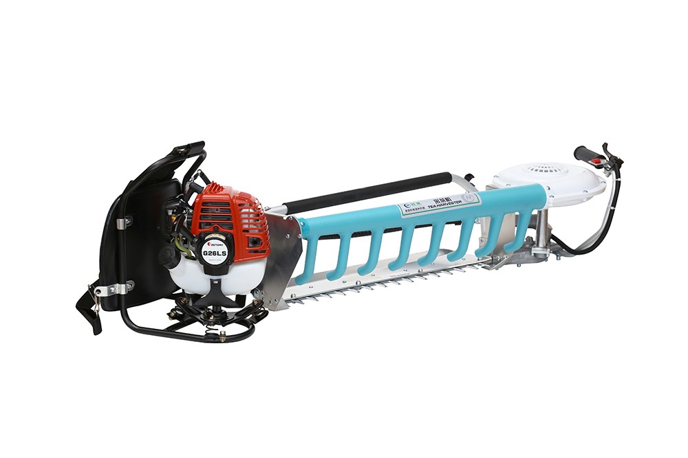 Gasoline Tea pluking