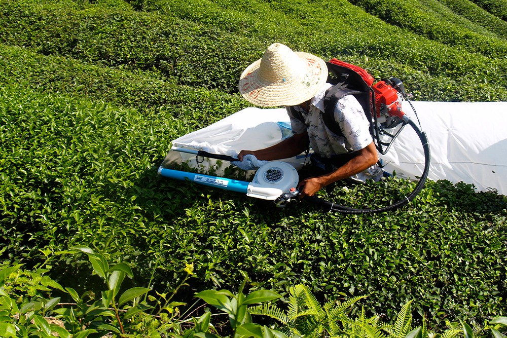 Tea pluking