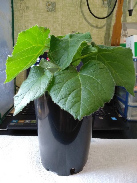 2025 Fresh Paulownia Hybrid 9501 корневые саженцы для продажи