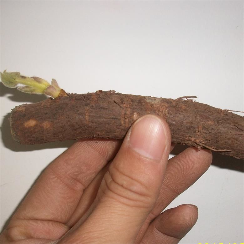 中国オリジナル桐 9501 カットルート 2025 木材生産用