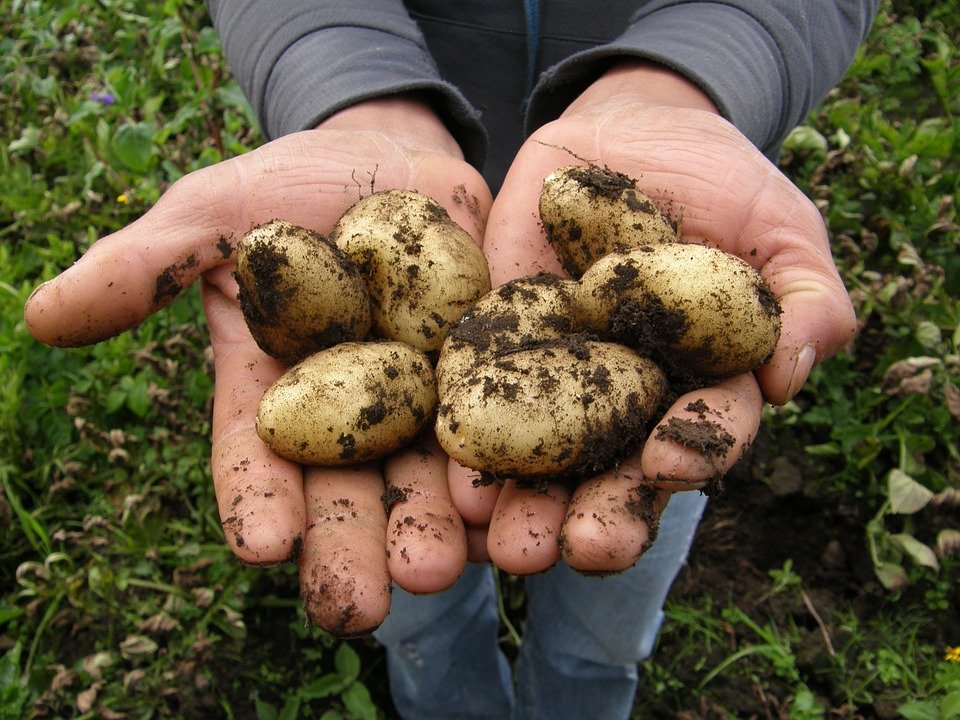 Hidrogel agrícola chino (SAP): ayudando a mejorar la agricultura del sudeste asiático