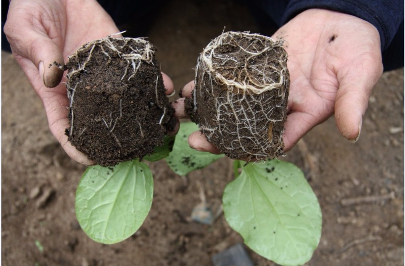 ¿Se puede mezclar SAP agrícola con fertilizante?