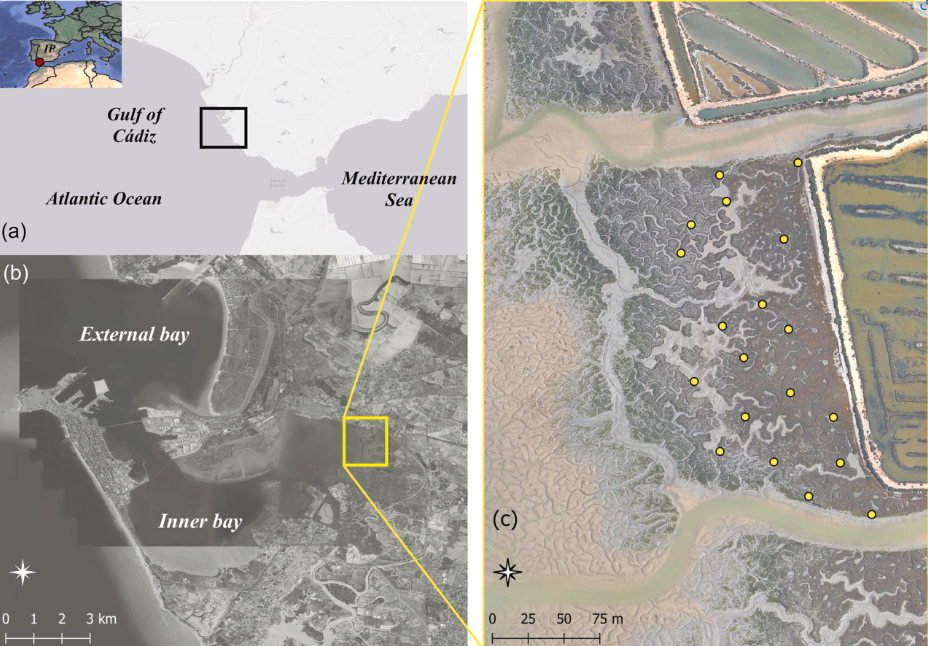 Estimating salt marsh biomass with MicaSense 10-band drone camera and LiDAR