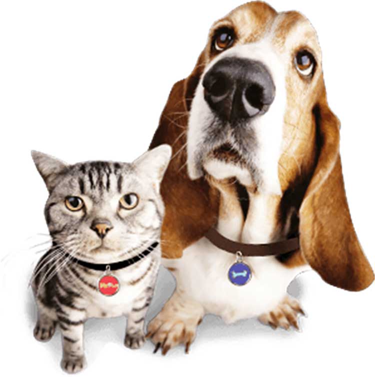 Großhandel programmierbares NFC -Hundetag mit eindeutiger QR -Code unterschiedliche ID -Nummer für die PET -Identifizierung