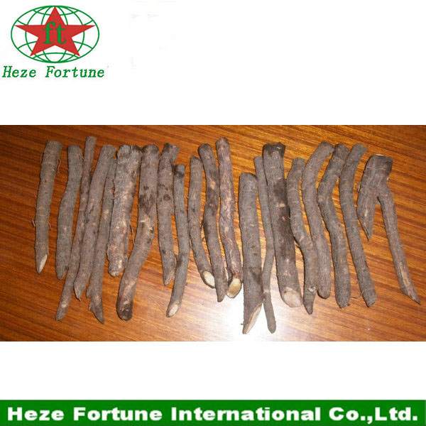 1000pcs up to 99% survive paulownia root free shipping by DHL