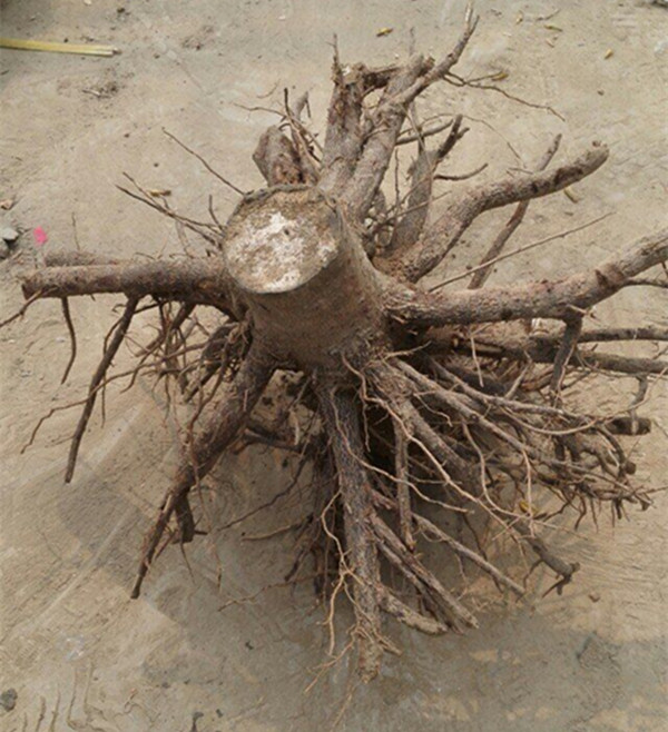 2-4 weeks sprout paulownia stump root system highest survive