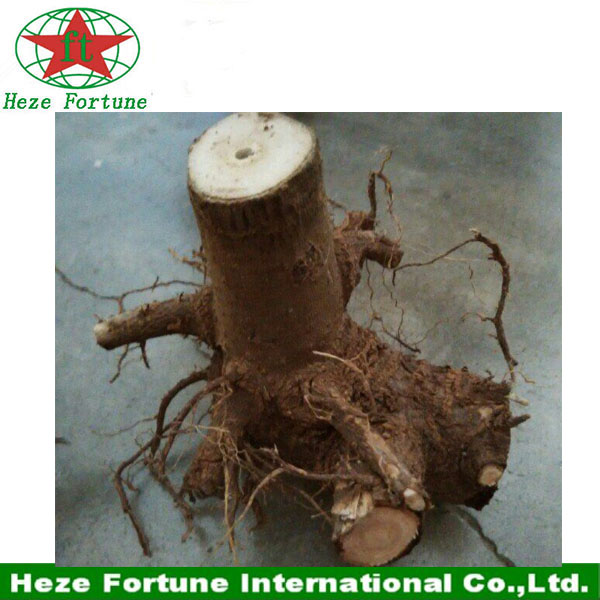 2015 latest fresh paulownia hybrid root stumps
