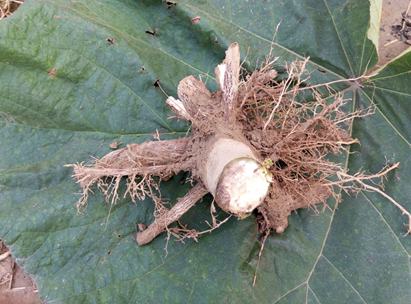 2016 frischer paulownia Stumpf mit starkem Wurzelsystem für Export