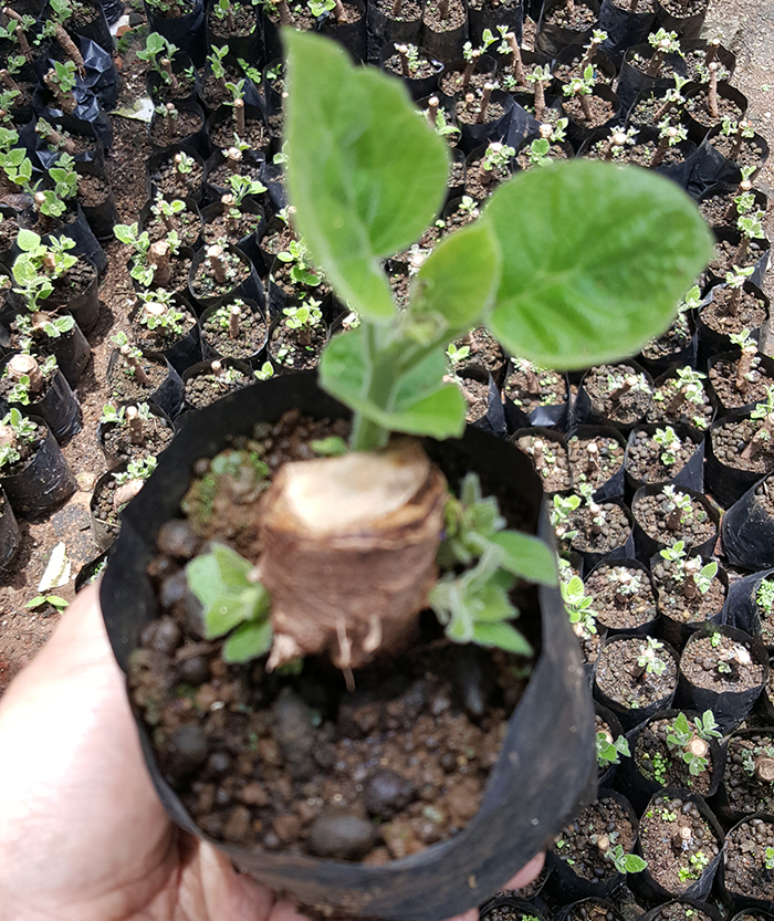 Best cold resist species Paulownia hybrid shantong root cutting for big tree timber