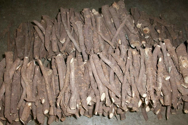 Big discount Paulownia root hybrid shan tong 4 for growing timber