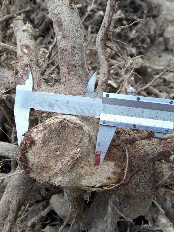 China original paulownia tree stump cut for timber