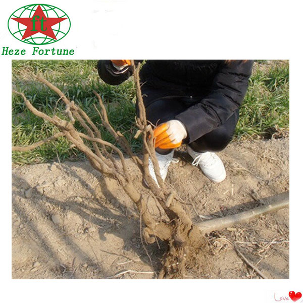 Chinese cold resistant Paulownia root cutting for plant trees