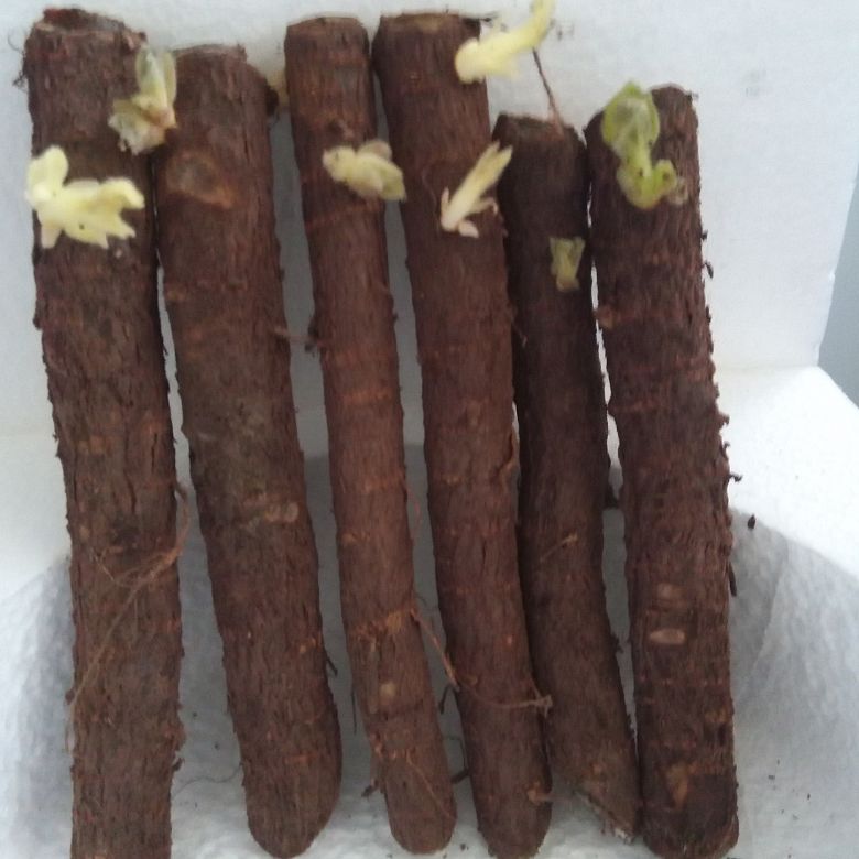 Chino caliente resistente clima tropical de alta germinación árbol de la emperatriz paulownia FTE cortó planta de raíces para la venta