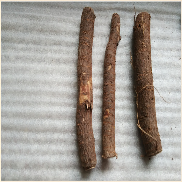 Cold resistant paulownia roots for sale