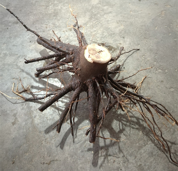 Disinfected paulownia seedling stump with strong root system