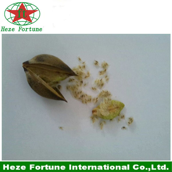 Fast delivery DGM certificate paulownia elongata seeds