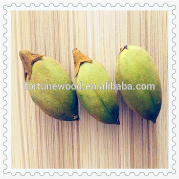 Fast growing rate cold resistant paulownia shan tong seeds for planting