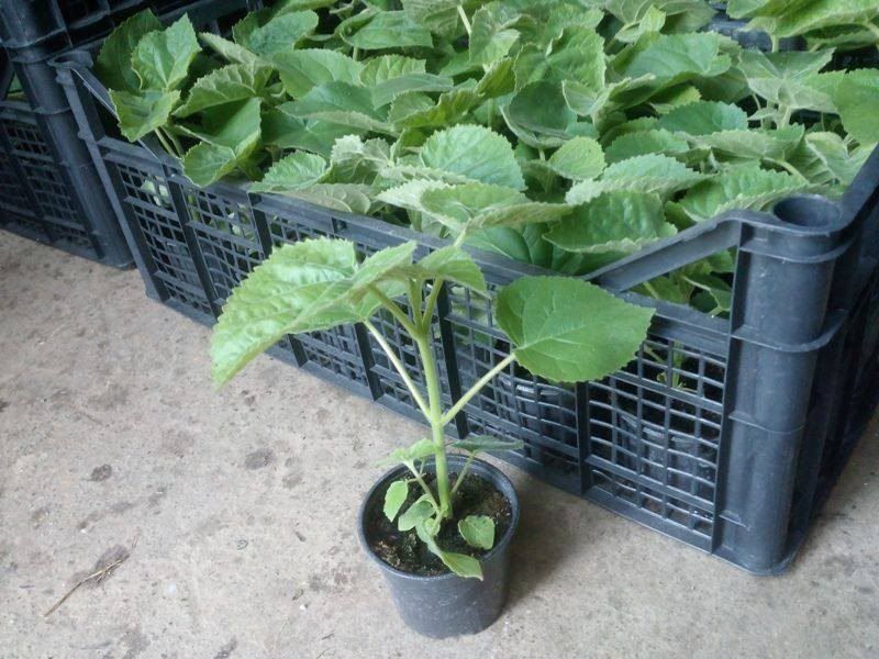 Fast growth paulownia hybrid 9501 seedlings for planting