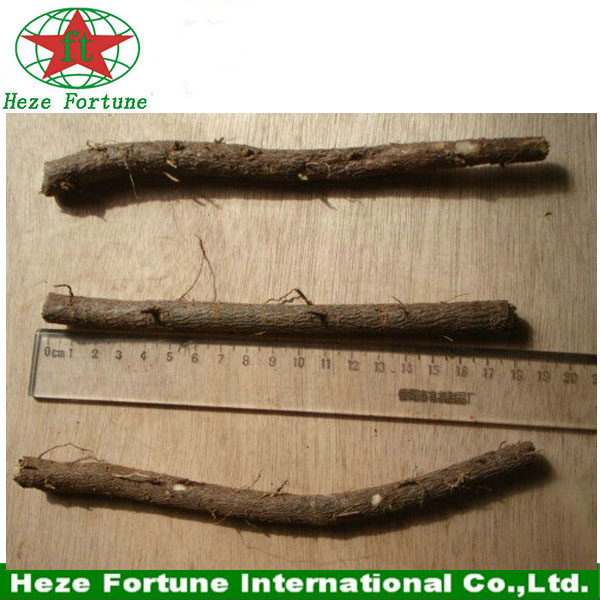 Fresh hybrid 9501 roots cutting for planting