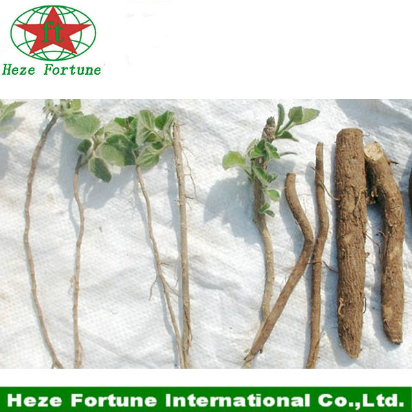 Fresh paulownia elongata roots cutting for sale
