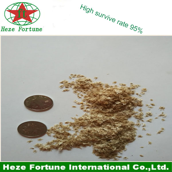 High survive rate Barren resistant paulownia seeds