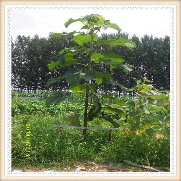 Top survive rate paulownia roots for sale