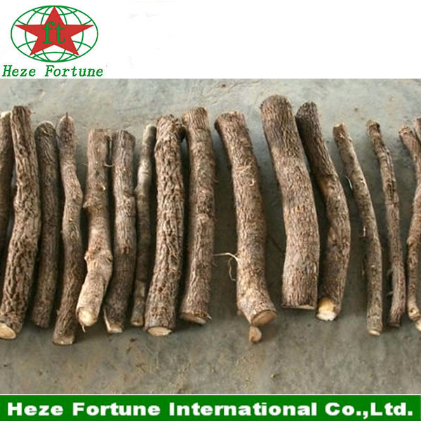 Hybrid 9501 paulownia roots cutting for planting