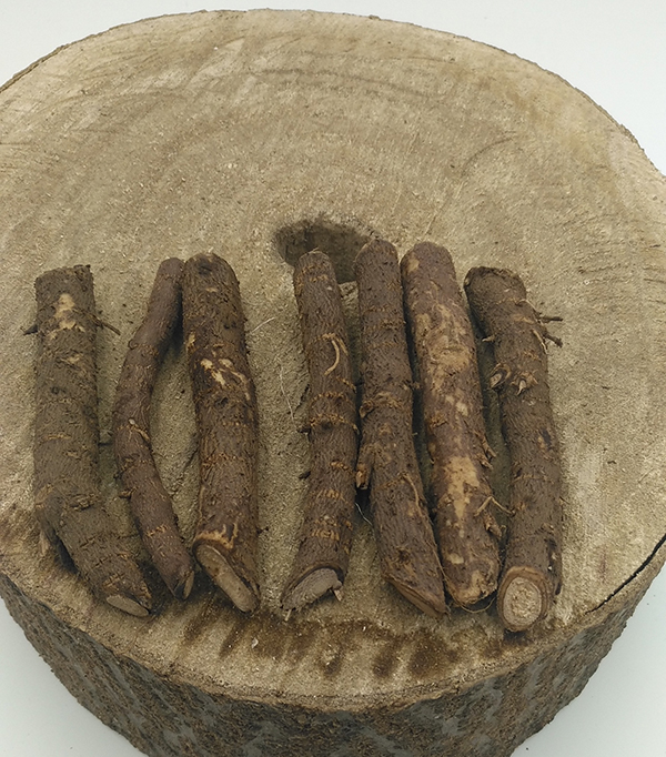 High grade paulownia roots cut  for sale