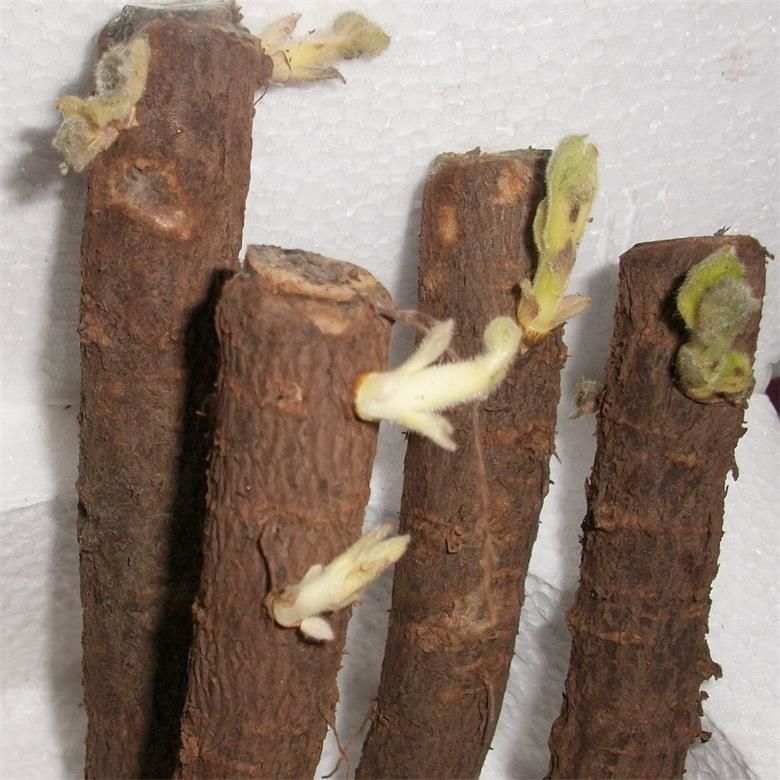 Paotongの好熱性の強い活力は、植え付けのためのきれいな新鮮なハイブリッド桐の根を速く成長させる