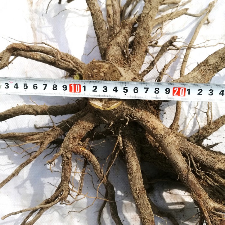 Royal empress tree cold resistant hybrid paulownia stump for planting