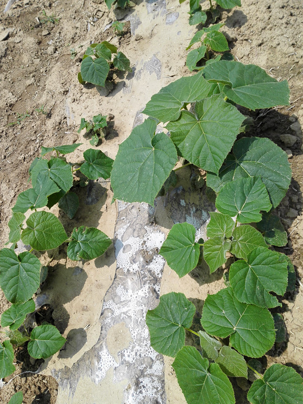 Supplying season for fresh paulownia roots